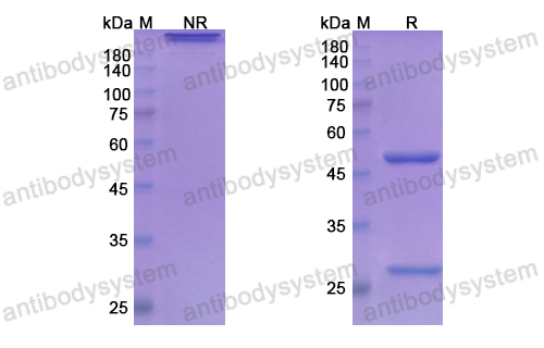 Research Grade Concizumab  (DHC82802)