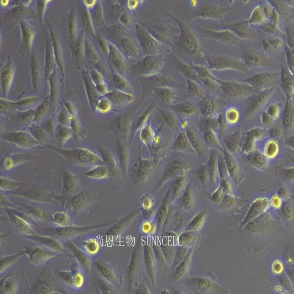 MG63人骨肉瘤细胞