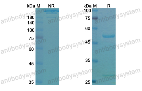 Research Grade Duligotuzumab  (DHD48403)