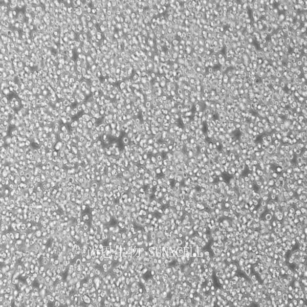 小鼠肺泡上皮细胞