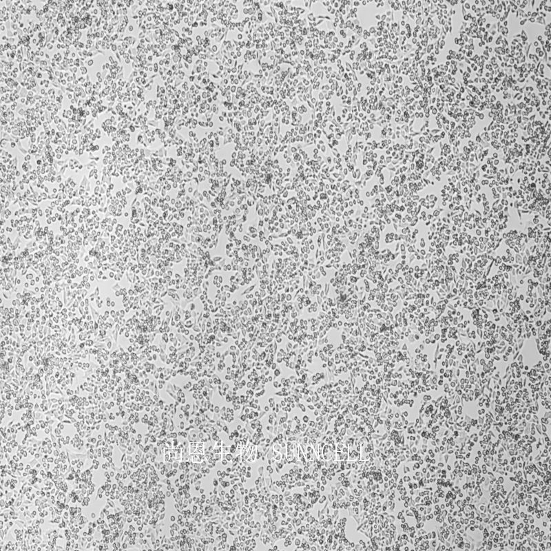 小鼠膀胱癌细胞