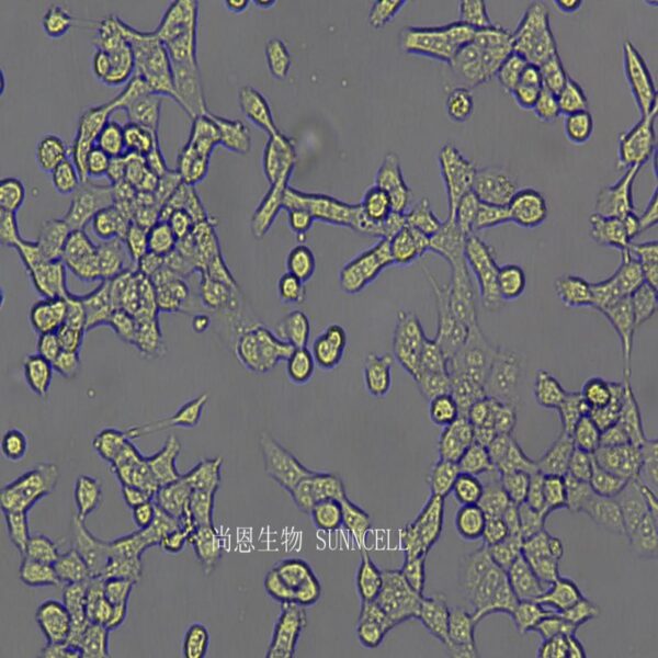 人高转移肺癌细胞