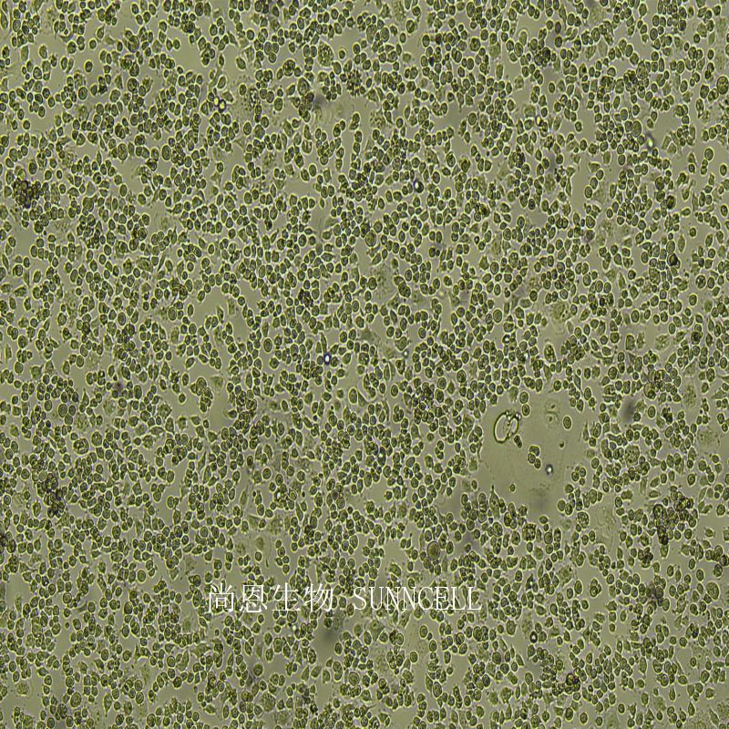 犬巨噬细胞/狗肾恶性组织细胞增生症细胞