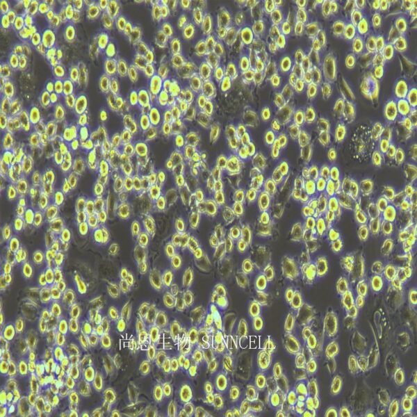 犬巨噬细胞/狗肾恶性组织细胞增生症细胞