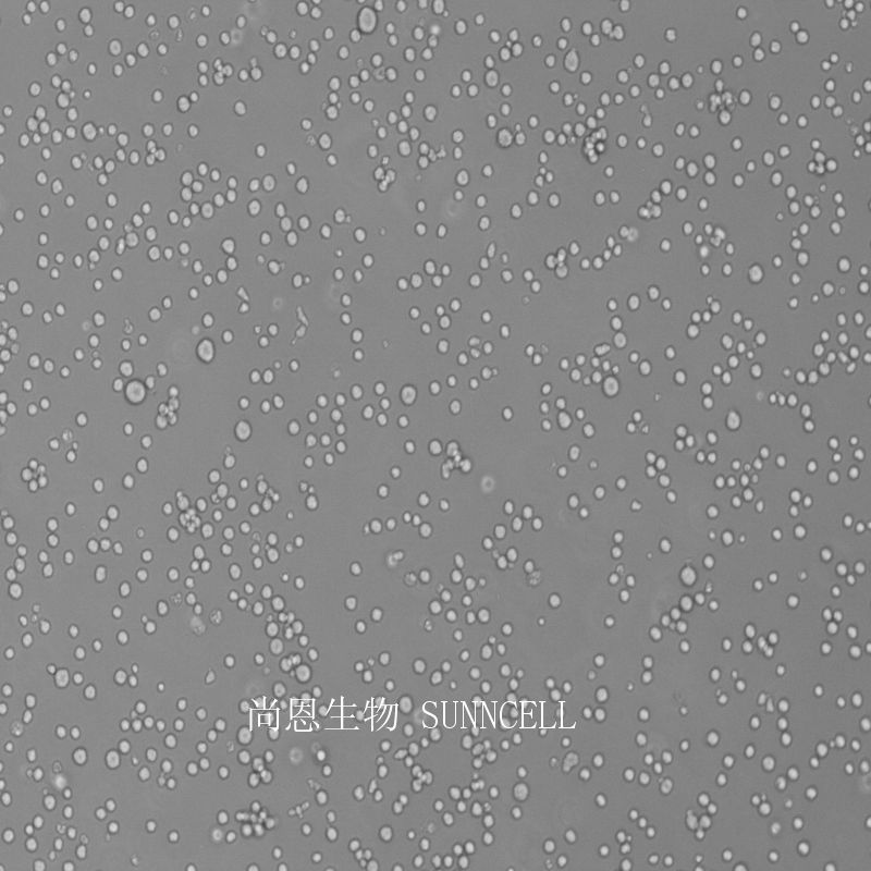 小鼠白血病细胞