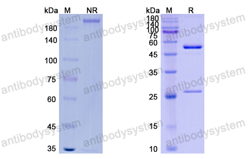 Research Grade Vantictumab  (DHJ82501)