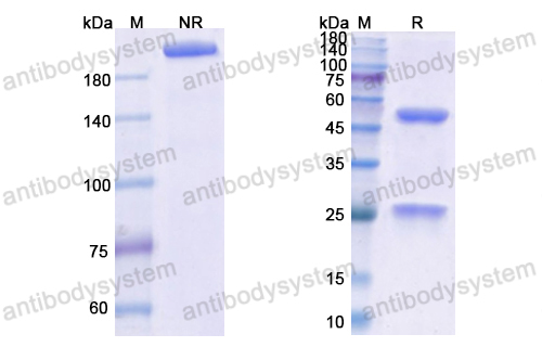 Research Grade Obiltoxaximab  (DXX00401)