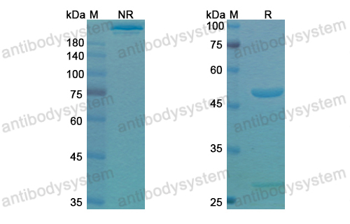 Research Grade Setoxaximab  (DXX00701)