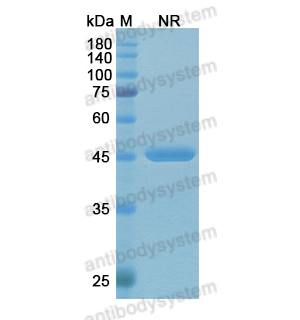 Research Grade Idarucizumab  (DGK09701)