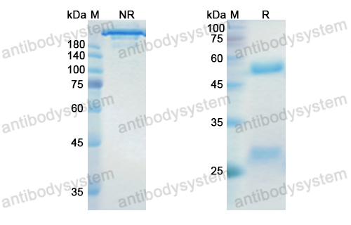 Research Grade Dinutuximab  (DGK07801)