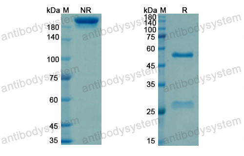 Research Grade Sevirumab  (DVV05101)