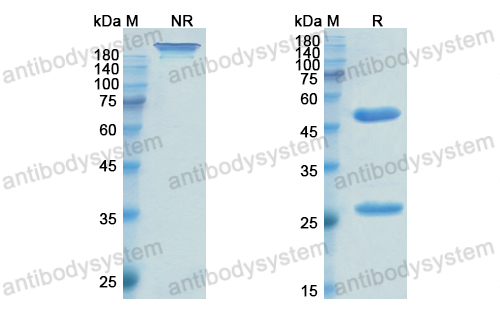 Research Grade Enlimomab  (DHC16002)