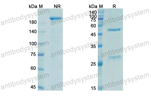 Research Grade Trevogrumab  (DHA30602)
