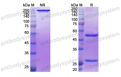 Research Grade Vadastuximab  (DHD37503)
