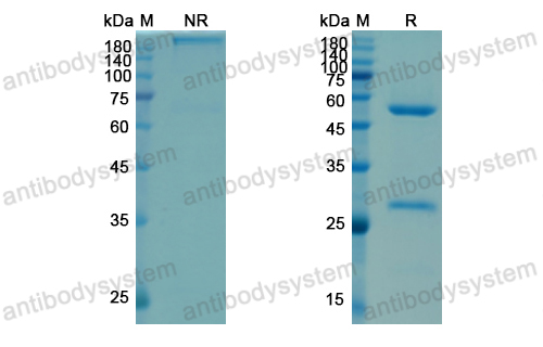 Research Grade Satumomab  (DHK10001)