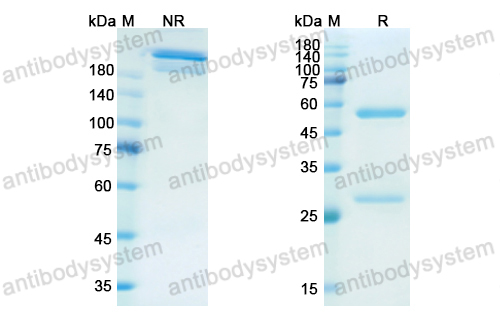 Research Grade Firivumab  (DVV03802)