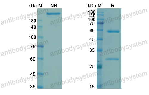 Research Grade Navivumab  (DVV03803)