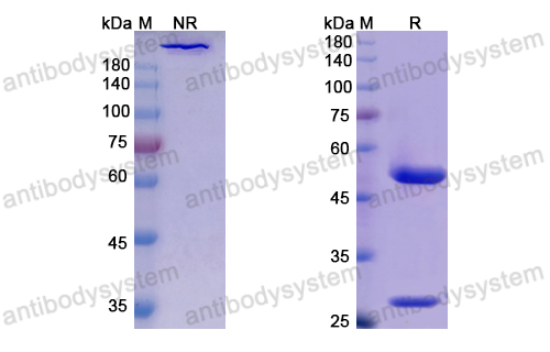Research Grade Detumomab  (DHK11001)