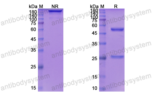 Research Grade Depatuxizumab  (DHB86908)