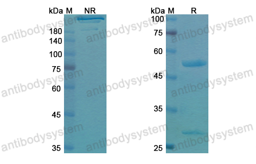 Research Grade Votumumab  (DHK11401)