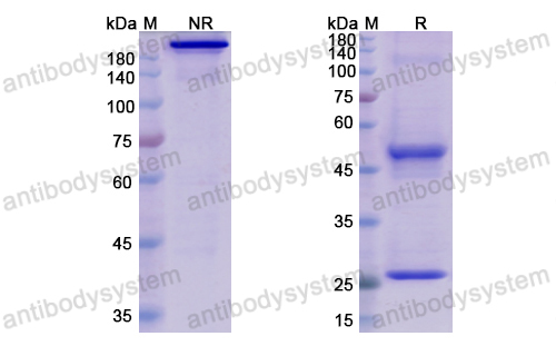 Research Grade Elgemtumab  (DHD48401)