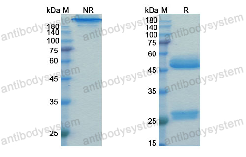 Research Grade Prezalumab  (DHB10201)
