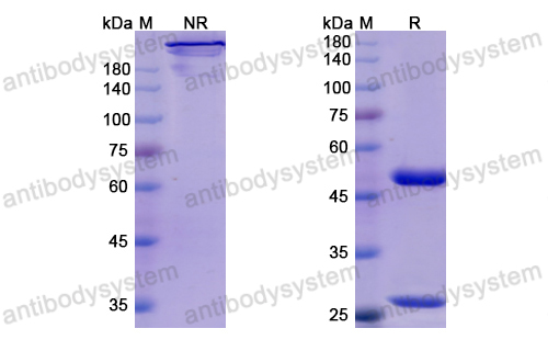 Research Grade Inolimomab  (DHB95804)