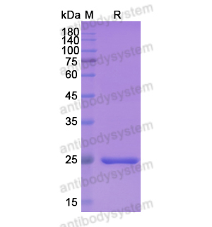 Research Grade Brolucizumab  (DHD12603)