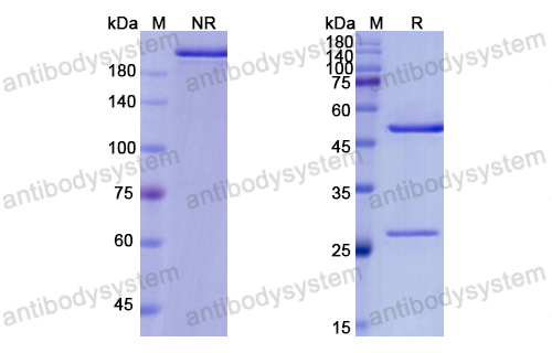Research Grade Altumomab  (DHC21004)