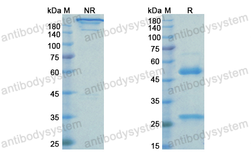 Research Grade Rinucumab  (DHC42201)