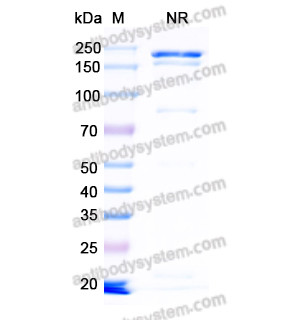 Research Grade Tamtuvetmab  (DQD95101)