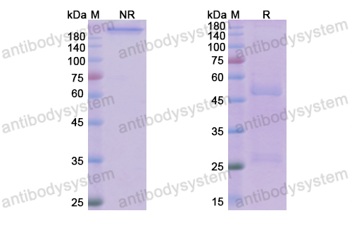 Research Grade Laprituximab  (DHB86912)