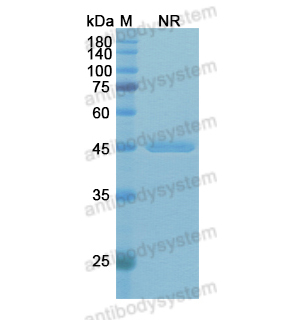 Research Grade Rivabazumab  (DXX03402)