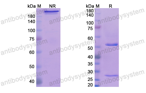 Research Grade Tavolimab  (DHE43203)