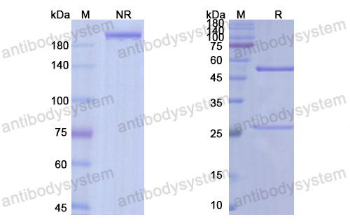 Research Grade Navicixizumab  (DHJ65303)