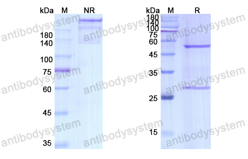 Research Grade Dezamizumab  (DHC00101)
