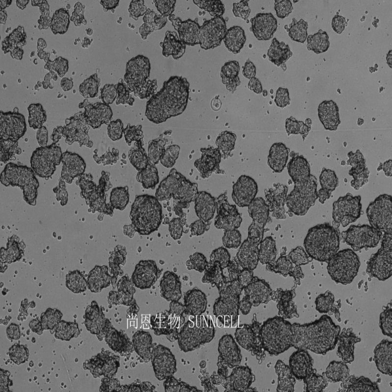 AtT-20小鼠垂体瘤细胞
