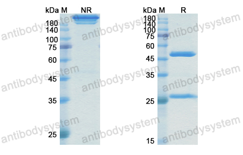 Research Grade Rosmantuzumab  (DHJ51101)