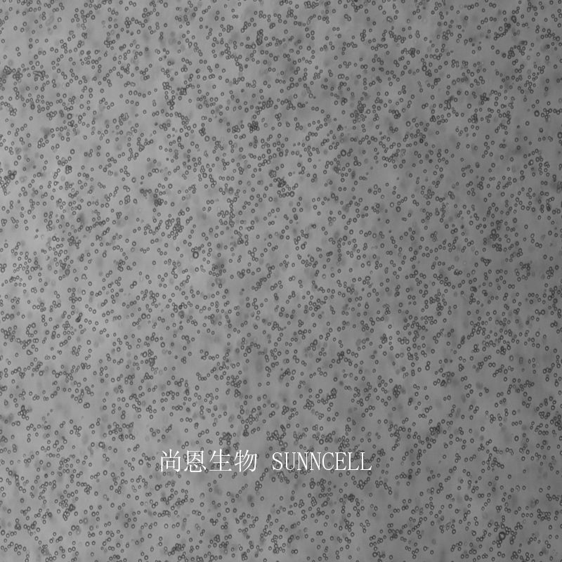 小鼠白血病细胞