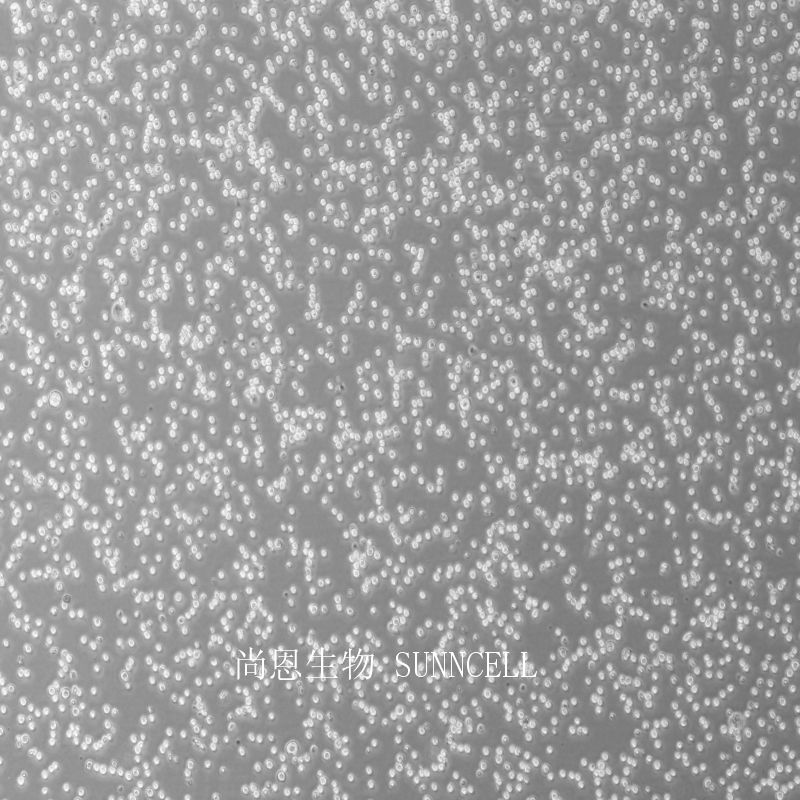 RPMI 8226人多发性骨髓瘤细胞