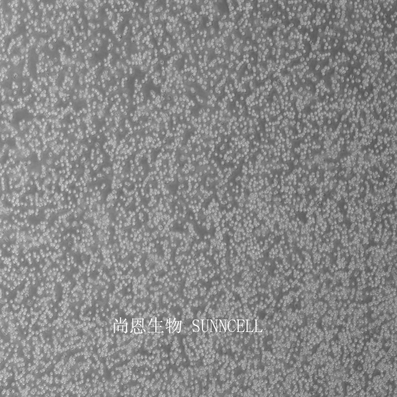 小鼠红白血病细胞