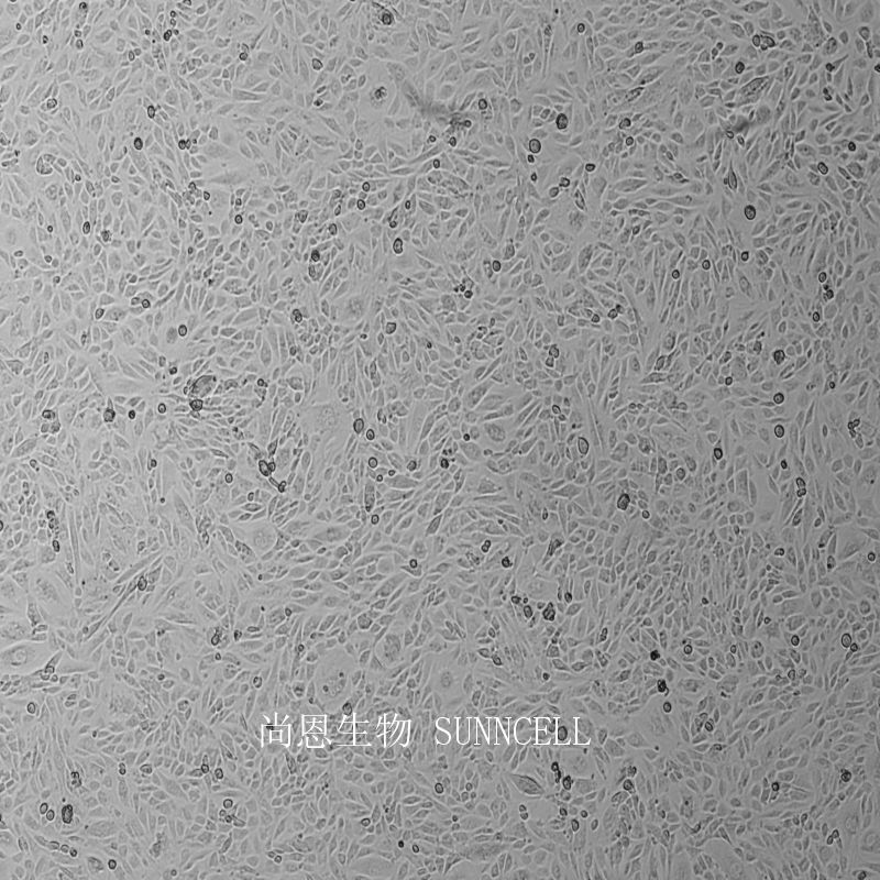 大鼠心肌细胞