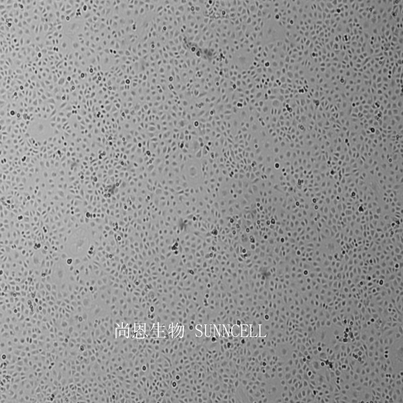 大鼠小肠隐窝上皮细胞