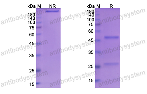 Research Grade Basiliximab  (DHB95802)