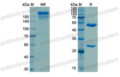 Research Grade Porgaviximab  (DVV03604)