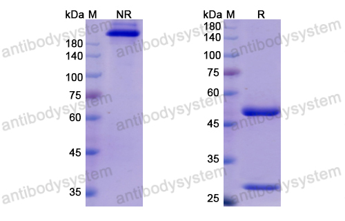 Research Grade Cosfroviximab  (DVV03603)