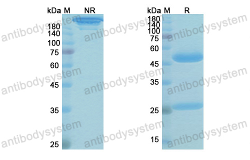 Research Grade Gedivumab  (DVV03804)