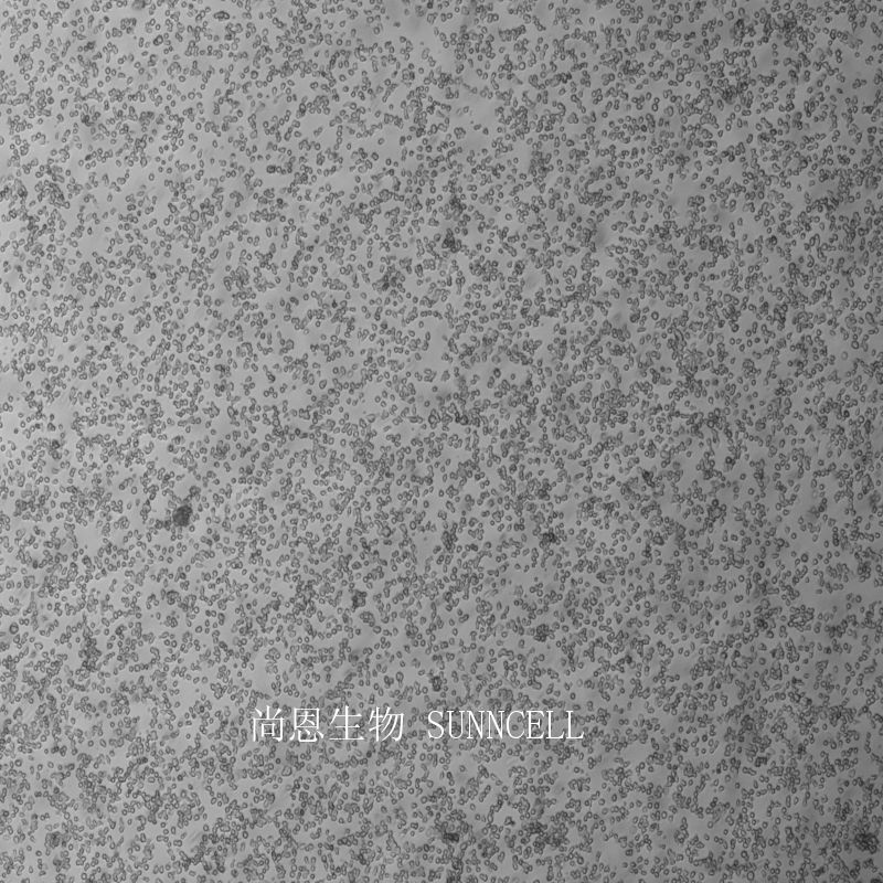 小鼠肥大细胞瘤细胞