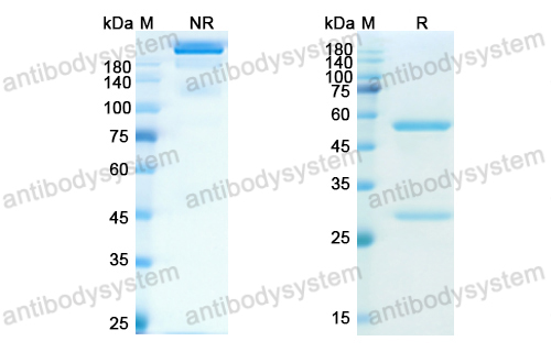 Research Grade Finotonlimab  (DHH02223)