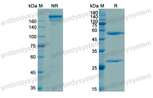 Research Grade Ebronucimab  (DHJ24009)